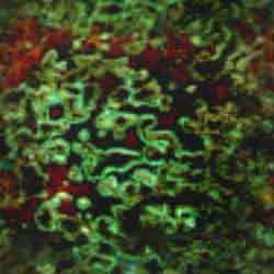 0298mold