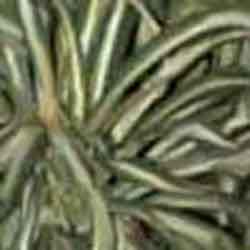 BG11