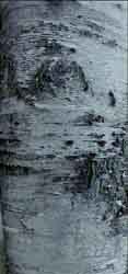 Bark4